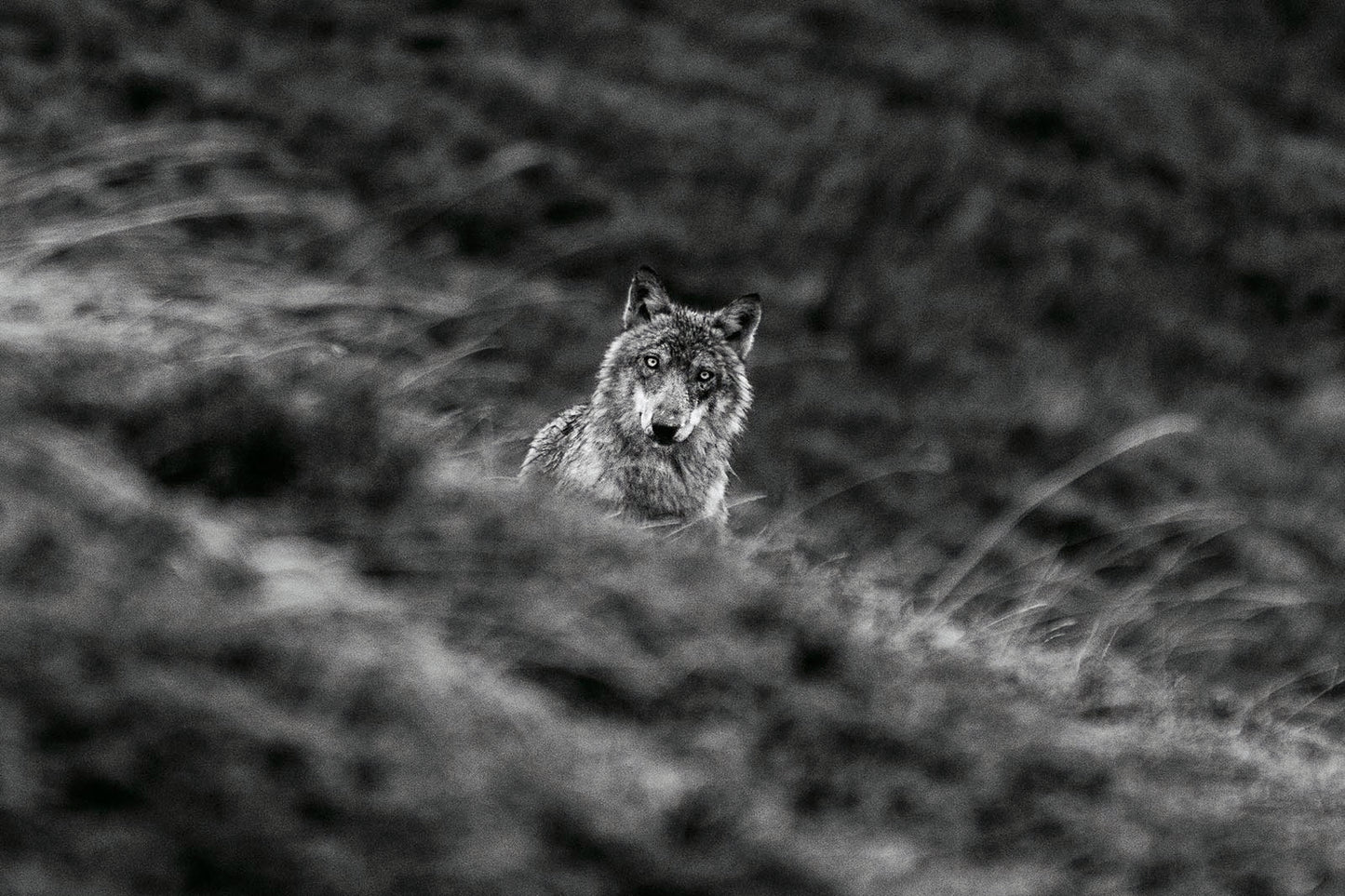 Tirage d'art animalier