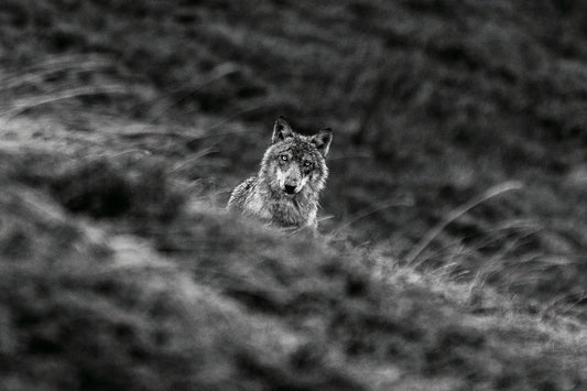 Tirage d'art animalier