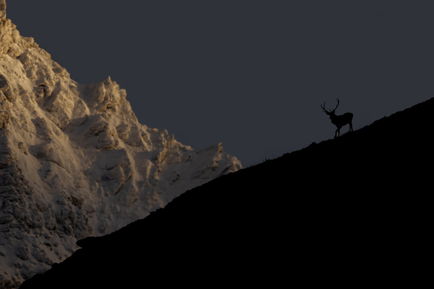 Tirage d'art animalier