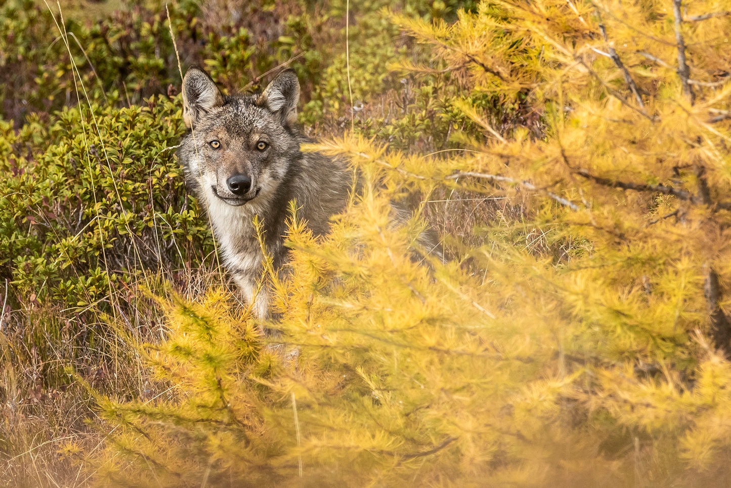 Tirage d'art animalier