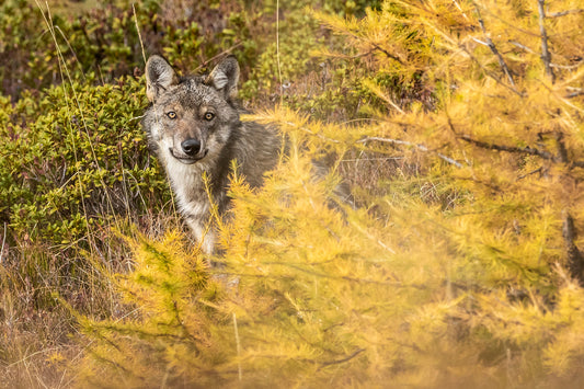 Tirage d'art animalier