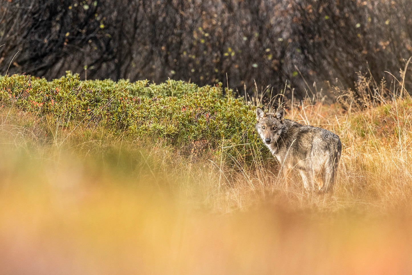Tirage d'art animalier