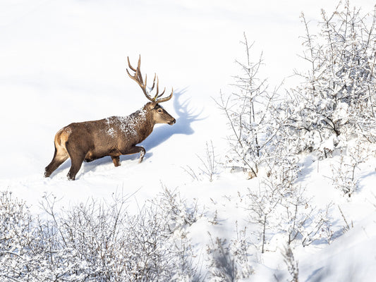 Tirage d'art animalier
