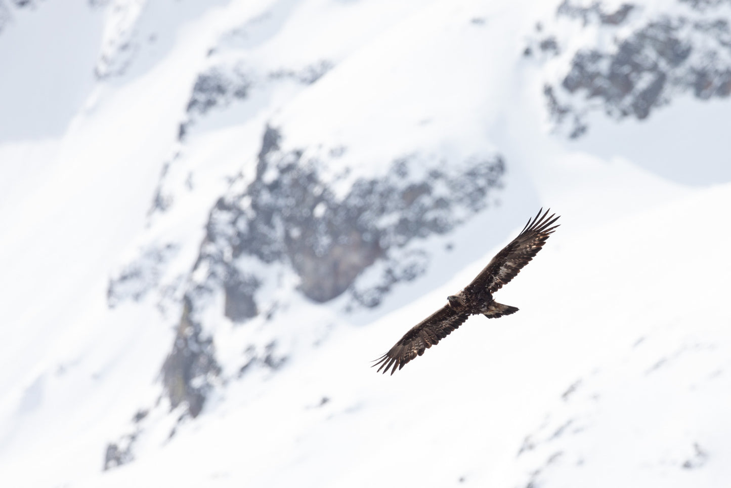 Tirage d'art animalier