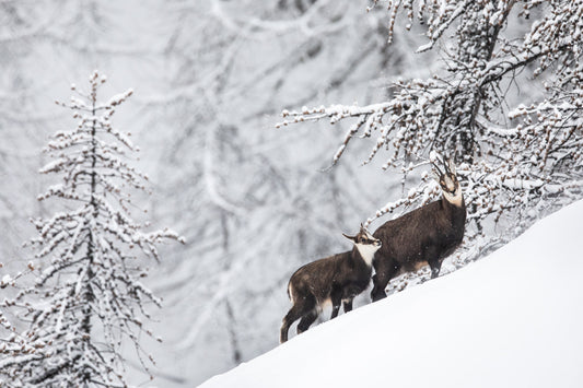 Tirage d'art animalier