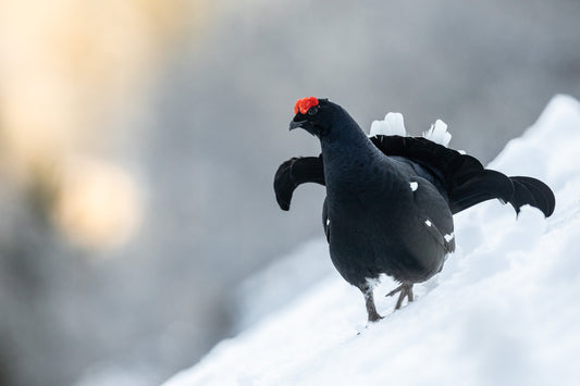 Tirage d'art animalier