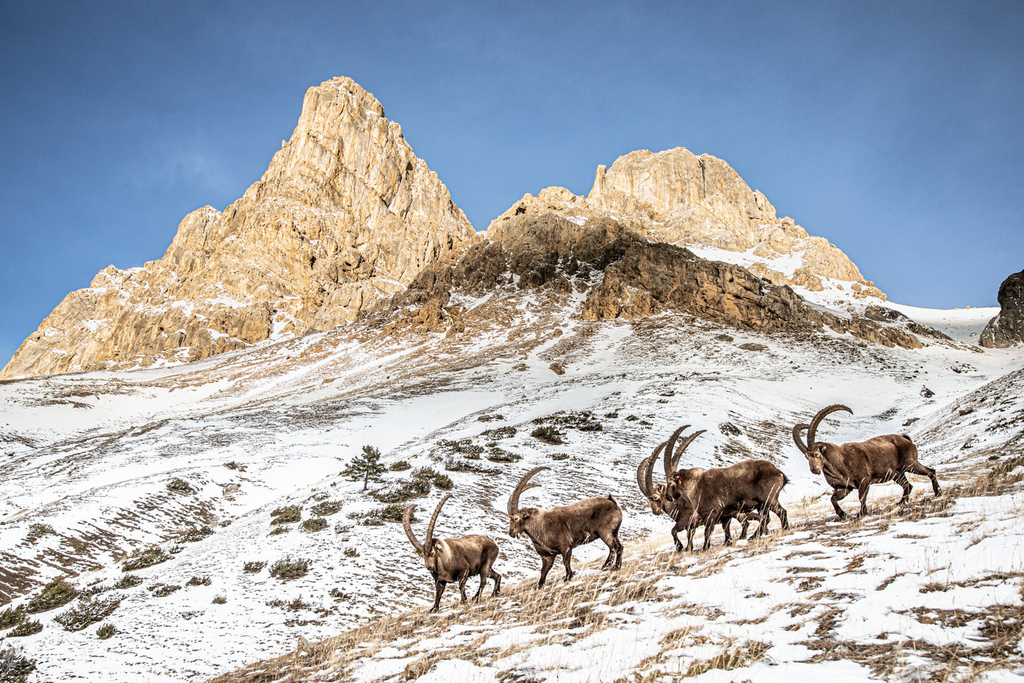 Tirage d'art animalier