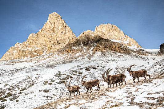 Tirage d'art animalier