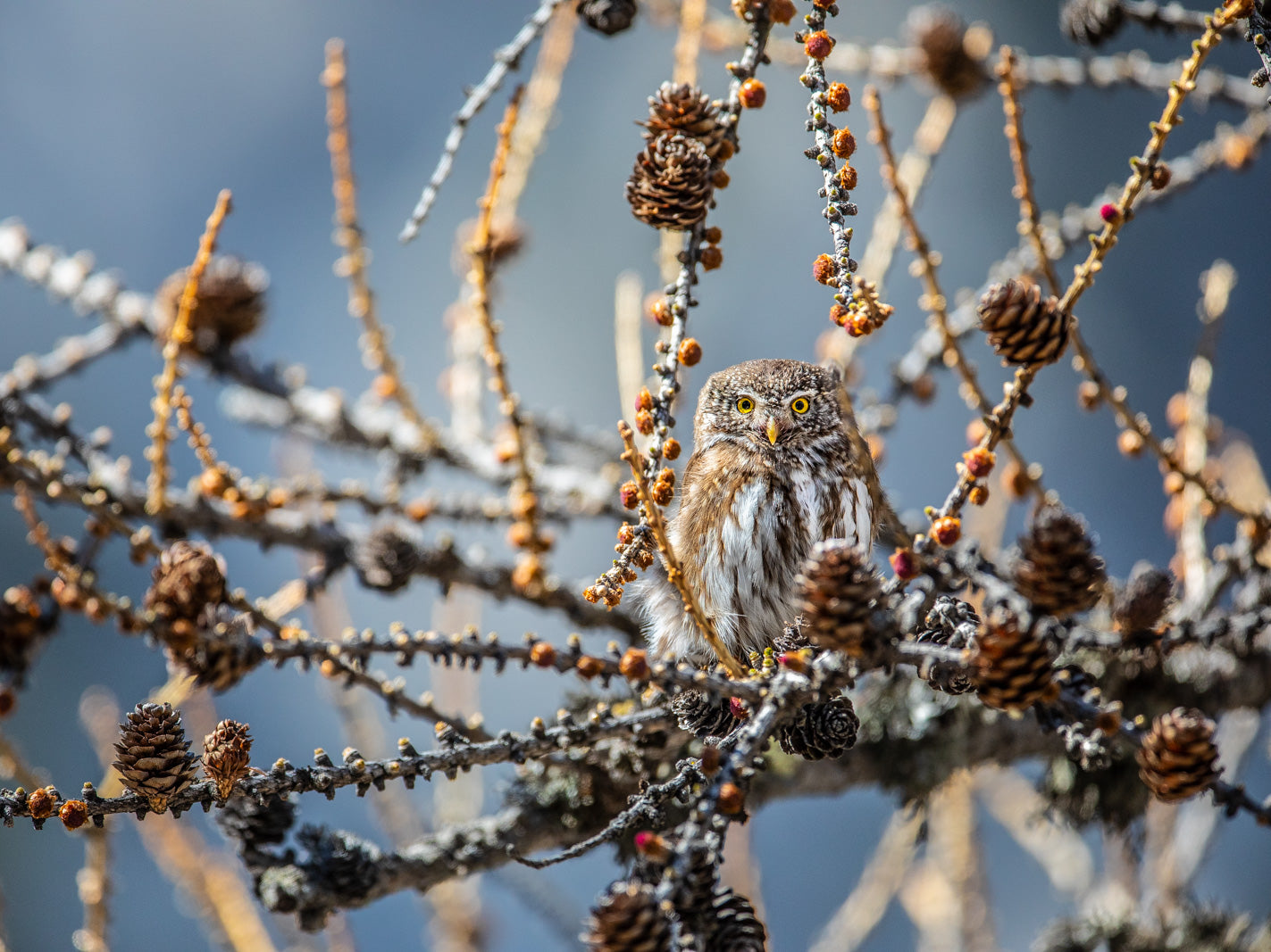 Tirage d'art animalier
