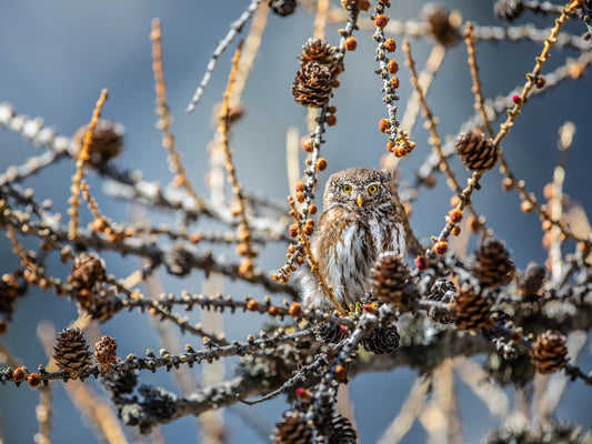 Tirage d'art animalier