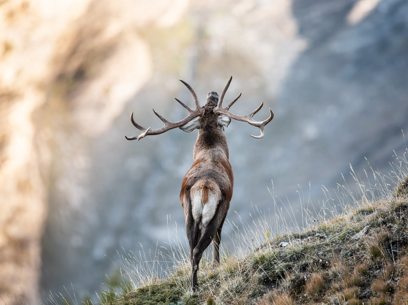 Tirage d'art animalier