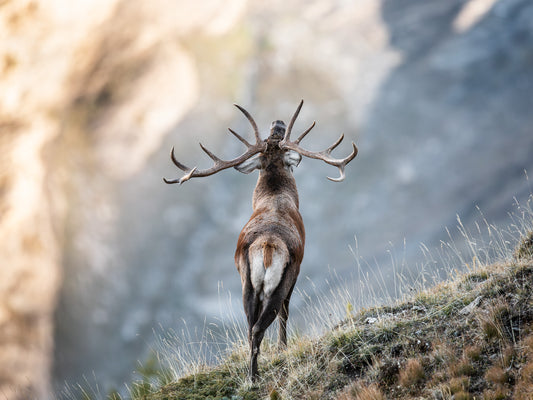 Tirage d'art animalier