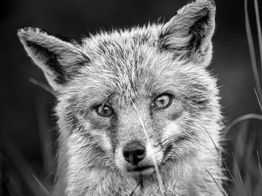 Tirage d'art animalier