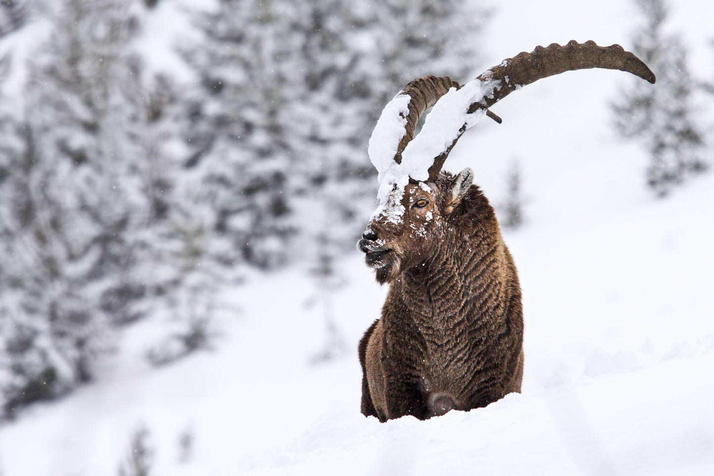 Tirage d'art animalier