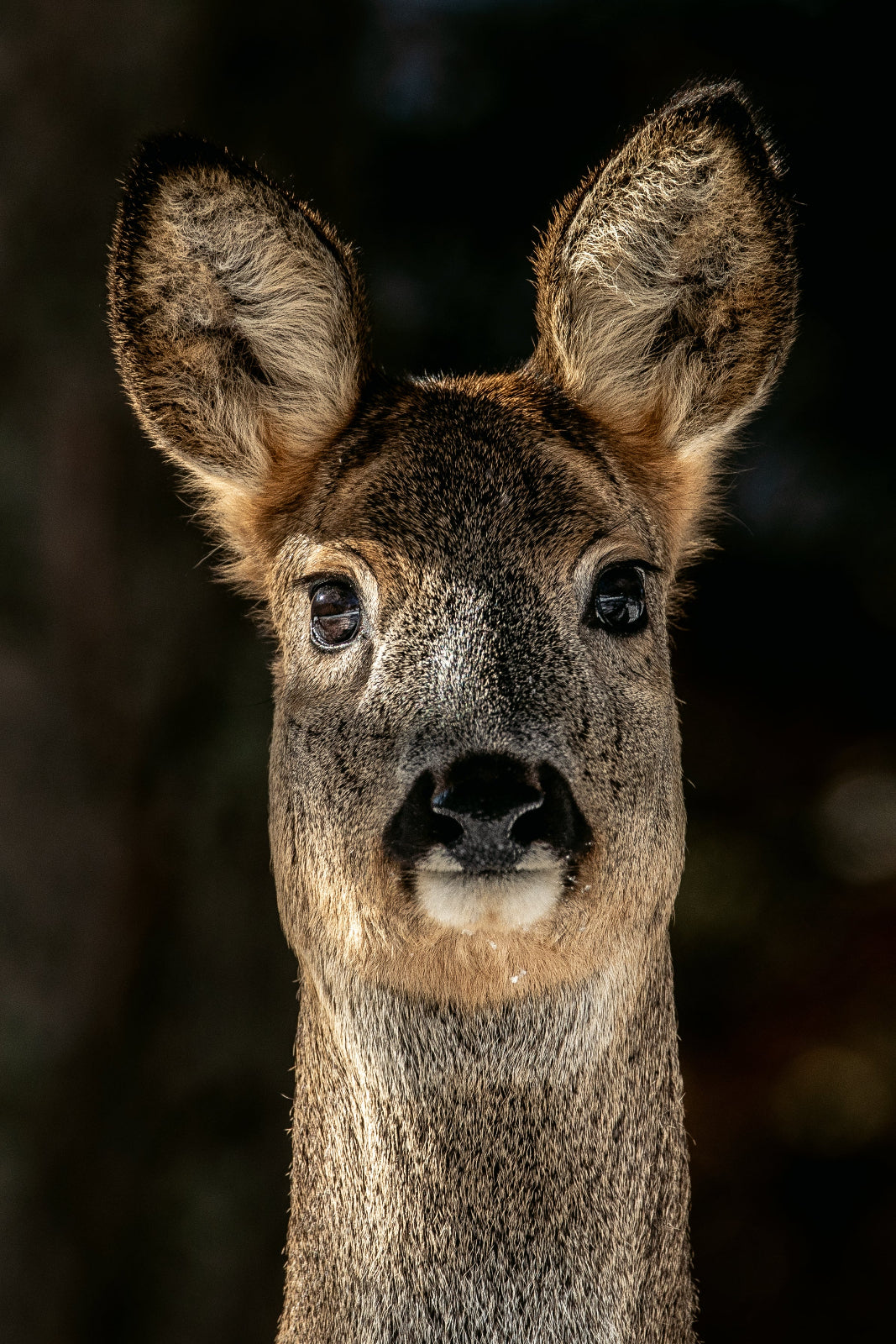 Tirage d'art animalier