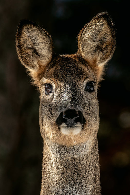 Tirage d'art animalier
