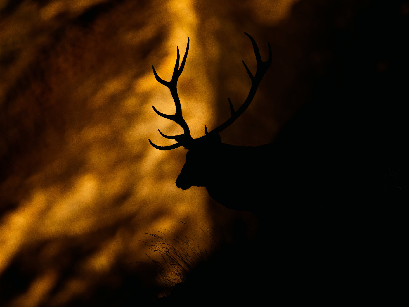 Tirage d'art animalier