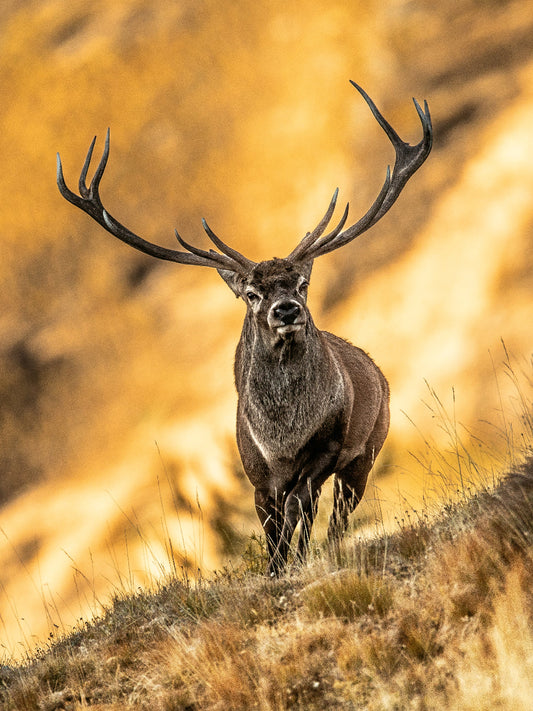 Tirage d'art animalier